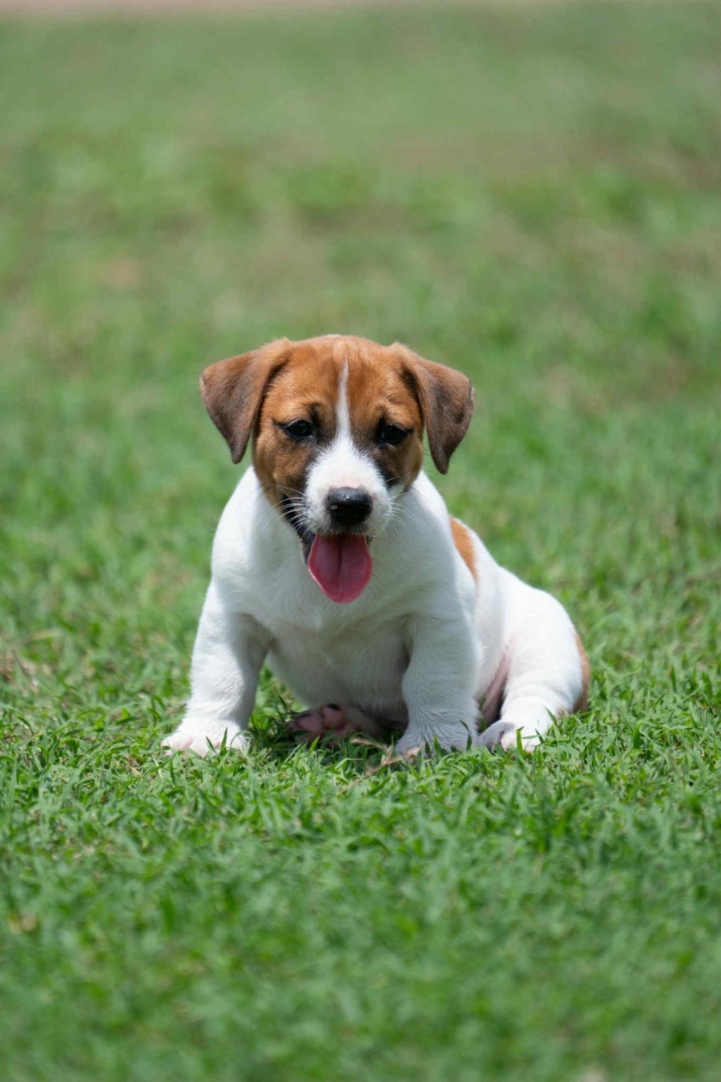 JACK RUSSLL PUPPIES
