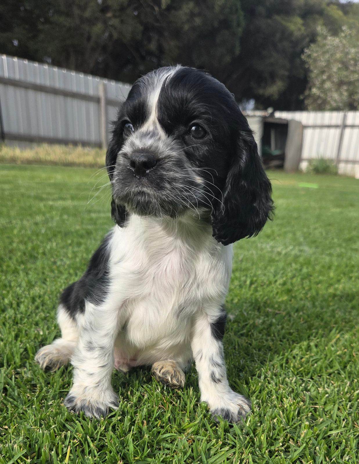 Beautiful Cockalier Puppies for sale