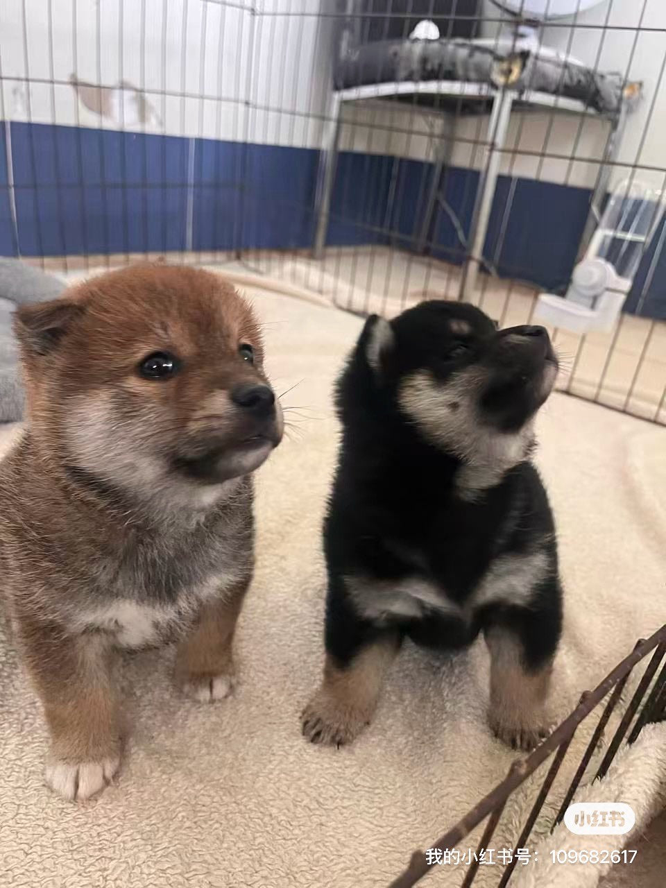 Last one black female Shiba Inu puppy for loving home