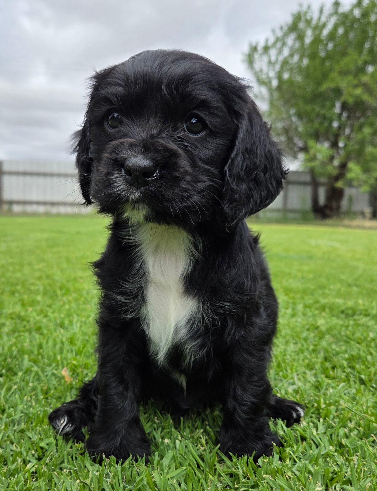 Beautiful Cockalier Puppies for sale