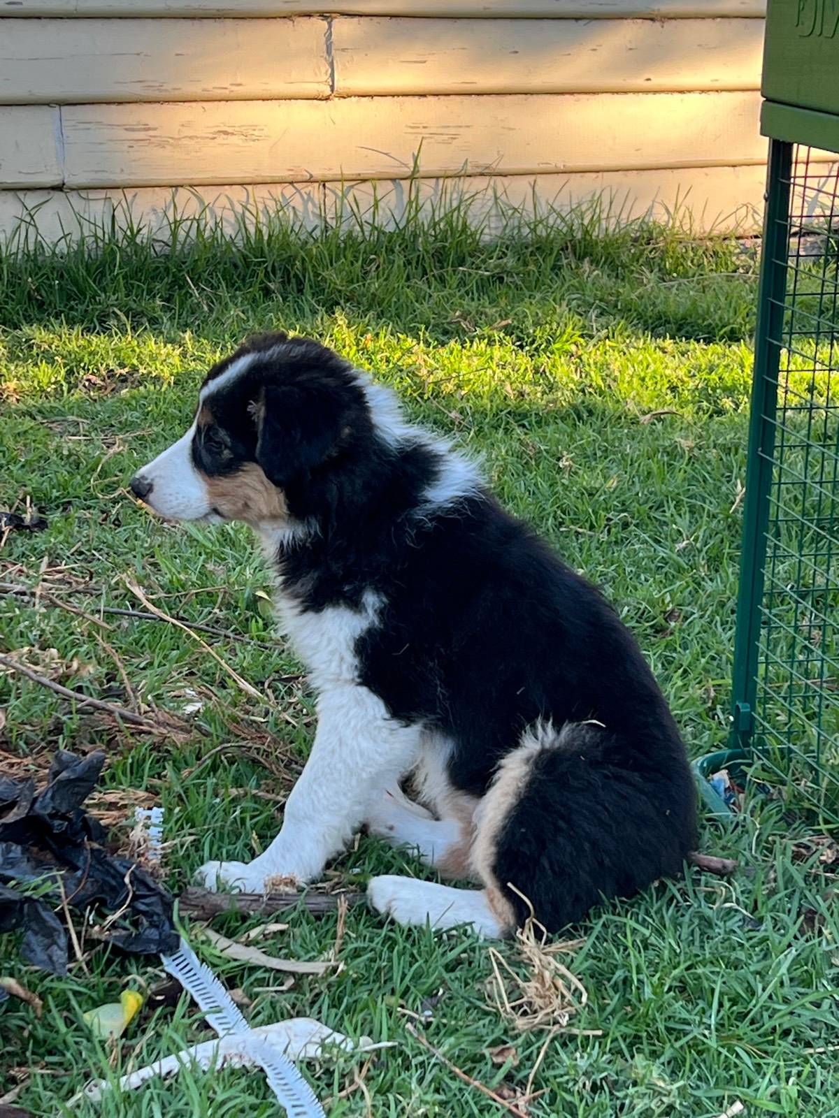 Pure bred Border Collie Puppies For Sale