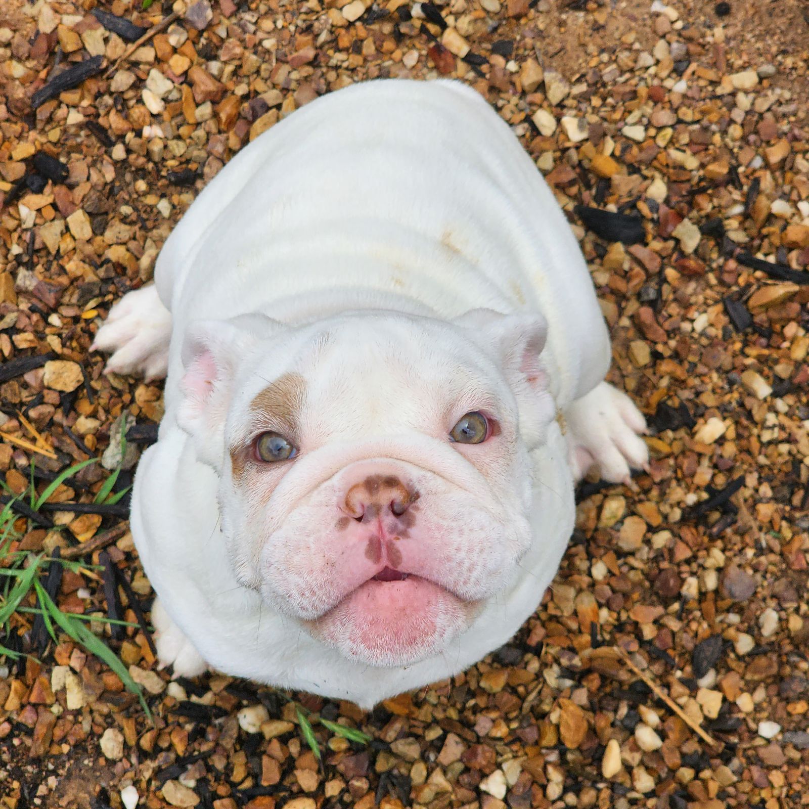 British Bulldog - Guardian or Pet