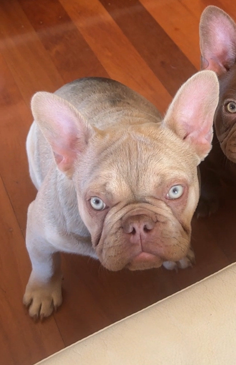1.5 year old female new shade Isabella fawn French bulldog