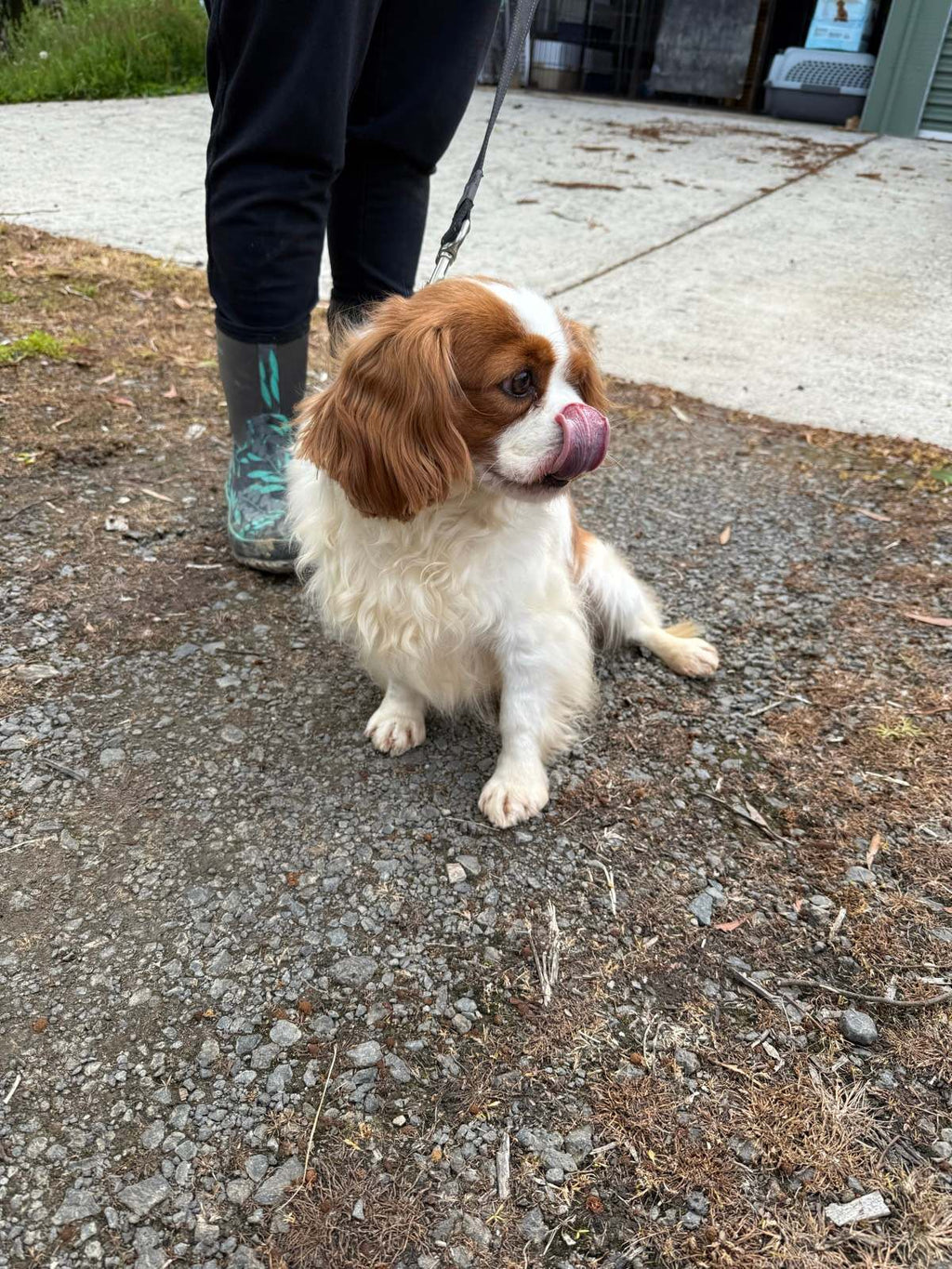 King Charles cavalier mains papers