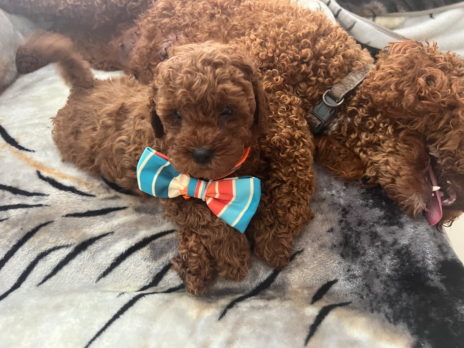 Tiny Adorable Cavoodle pups Available Now