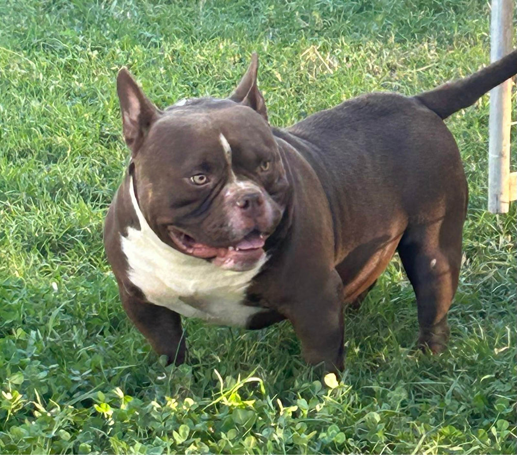 American bully pups