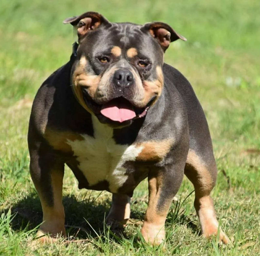 American bully pups