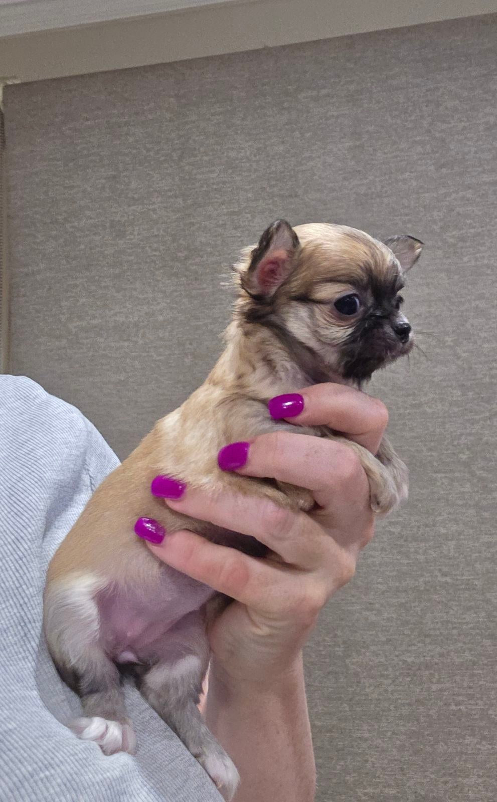 Stunning pedigree chihuahua puppies