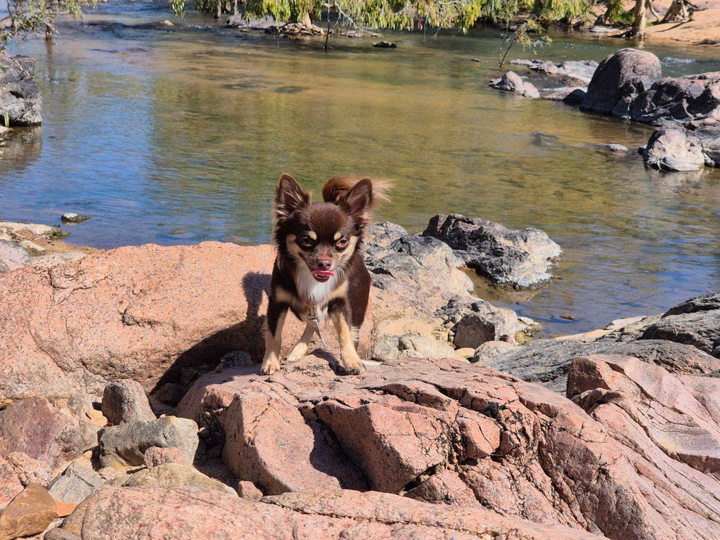 Chocolate ANKC Chihuahua DESEXED boy