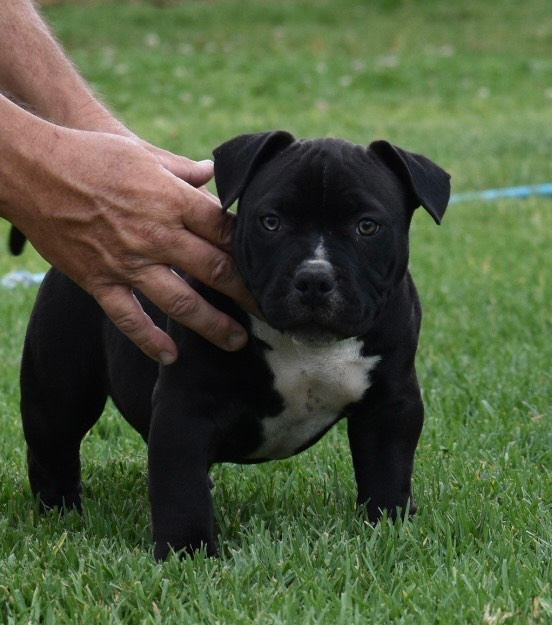 American bully pups