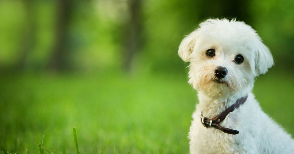 Chubby Purebred Border Collie Puppies 3 Boys & 1 Girl
