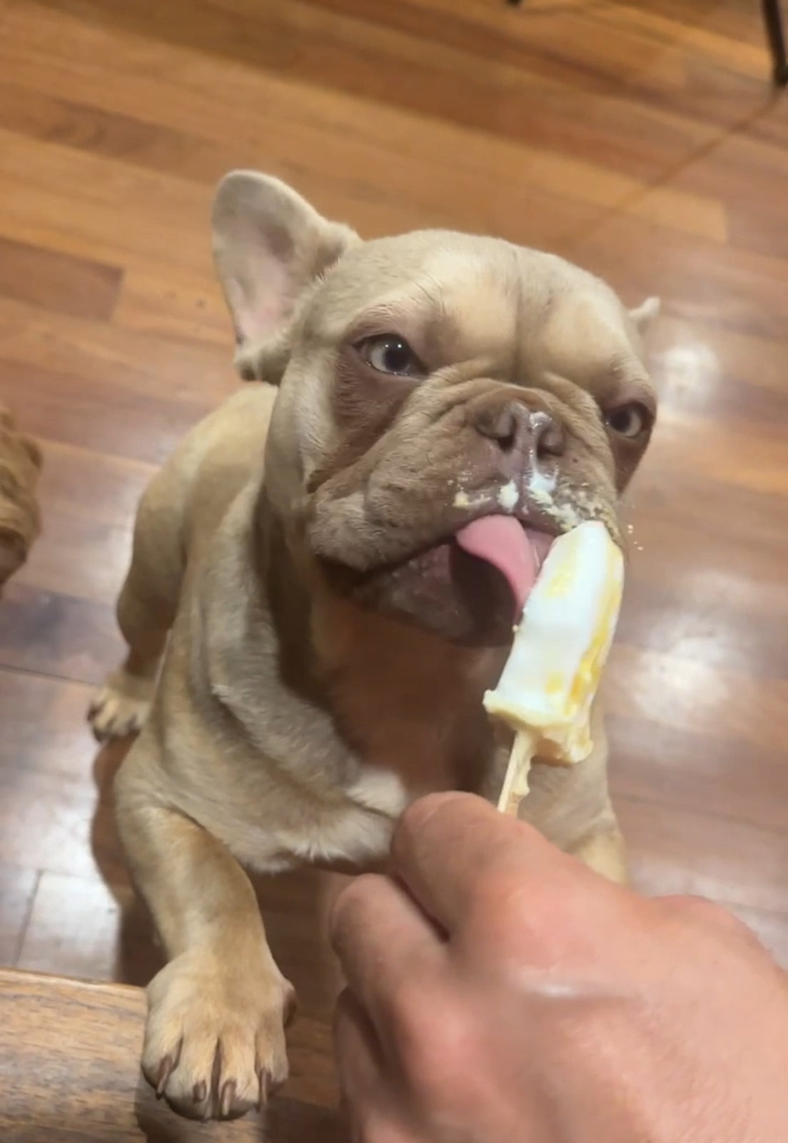 1.5 year old female new shade Isabella fawn French bulldog