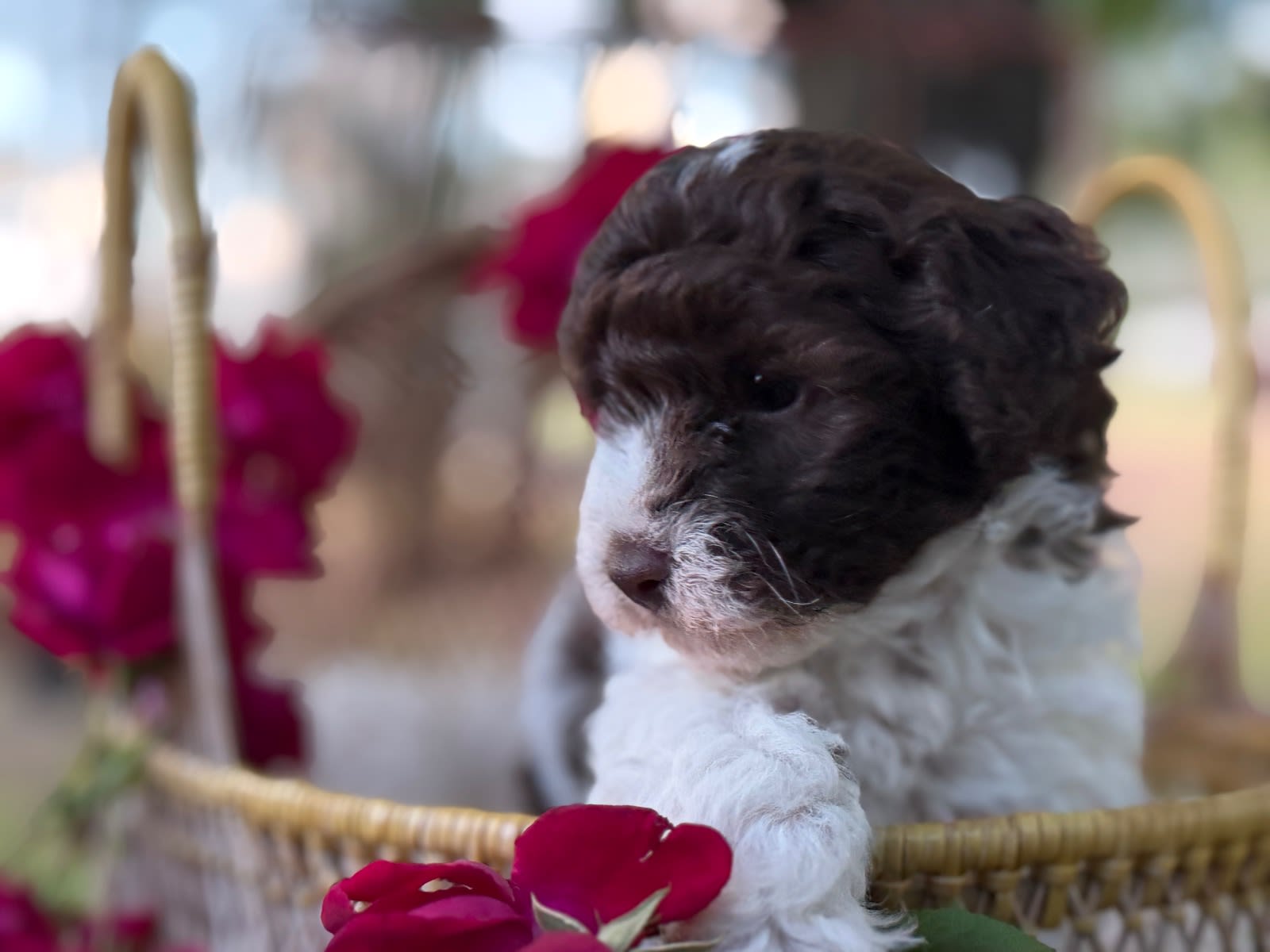 Gorgeous Pure Toy Parti Poodles