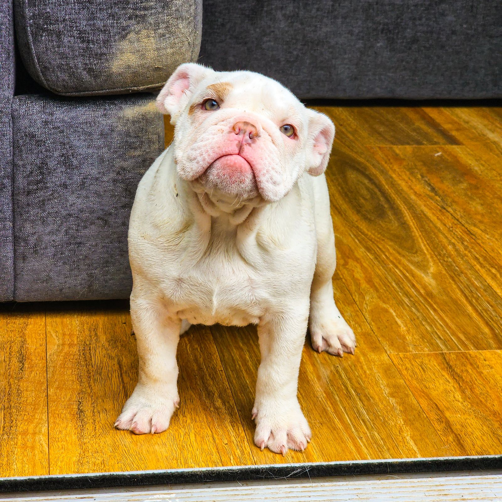 British Bulldog - Guardian or Pet