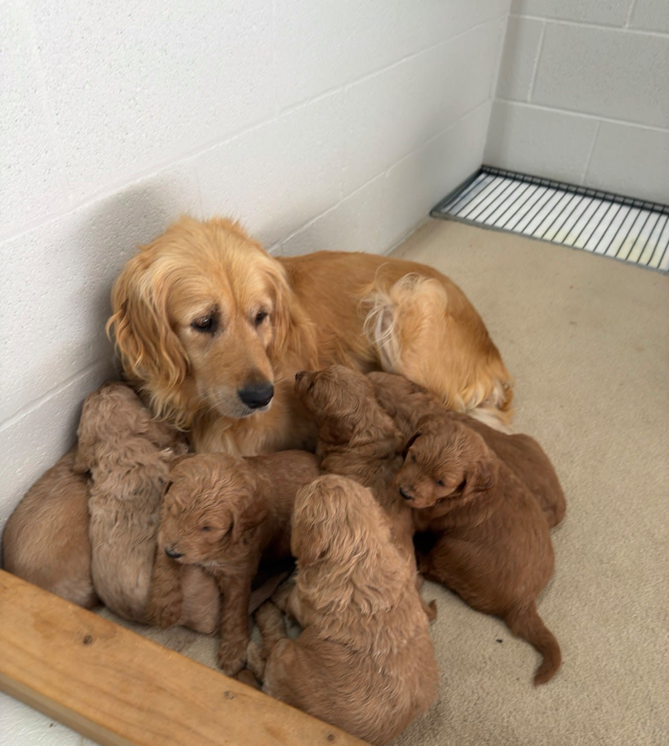 Gorgeous F1 Groodle Puppies DNA Tested, Health Guaranteed