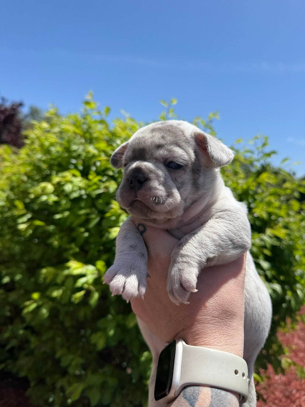 Merle Pure pedigree French bulldogs long hair carriers