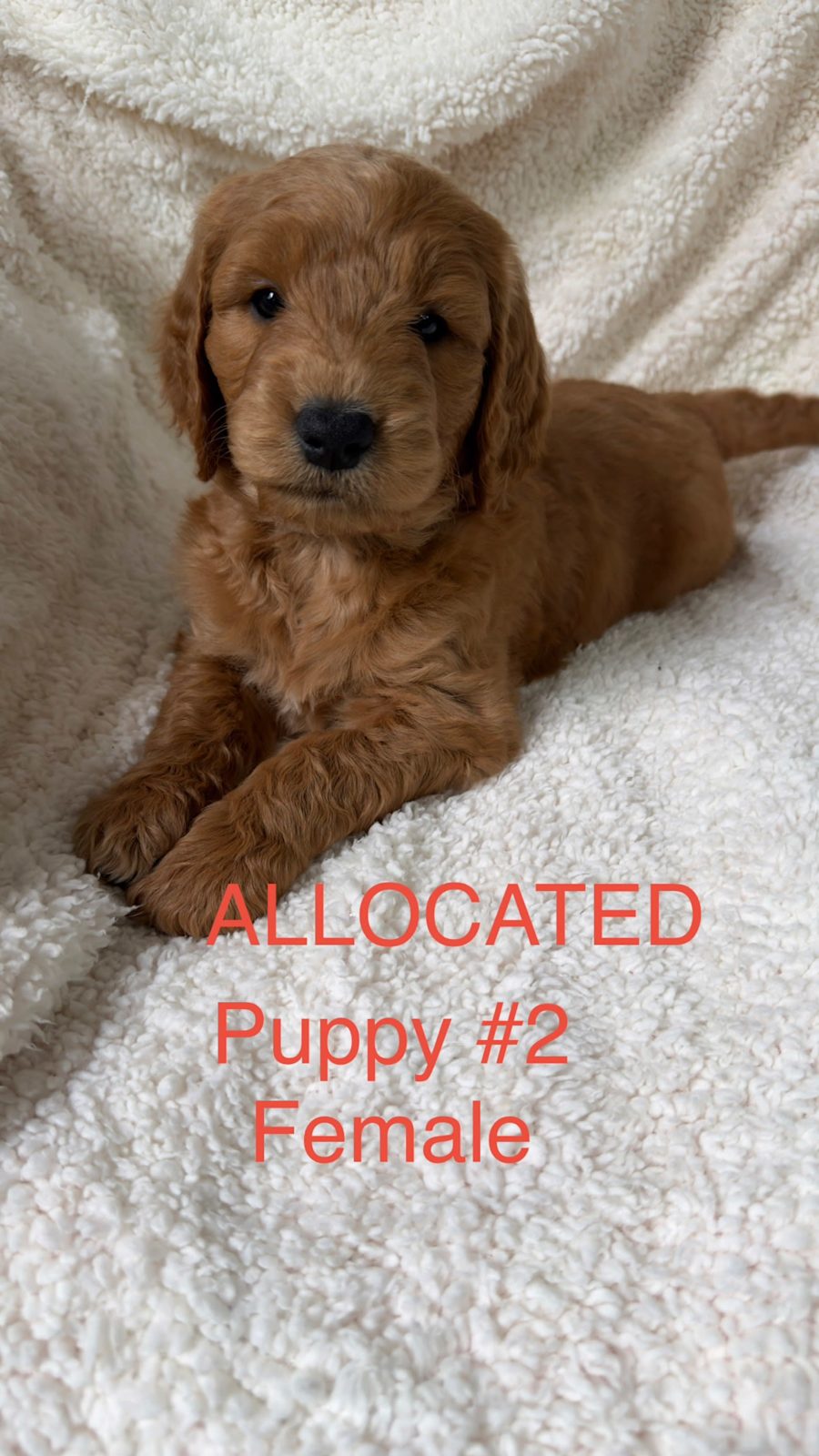 🐾 Gorgeous Groodle F1 Puppies – 🐶