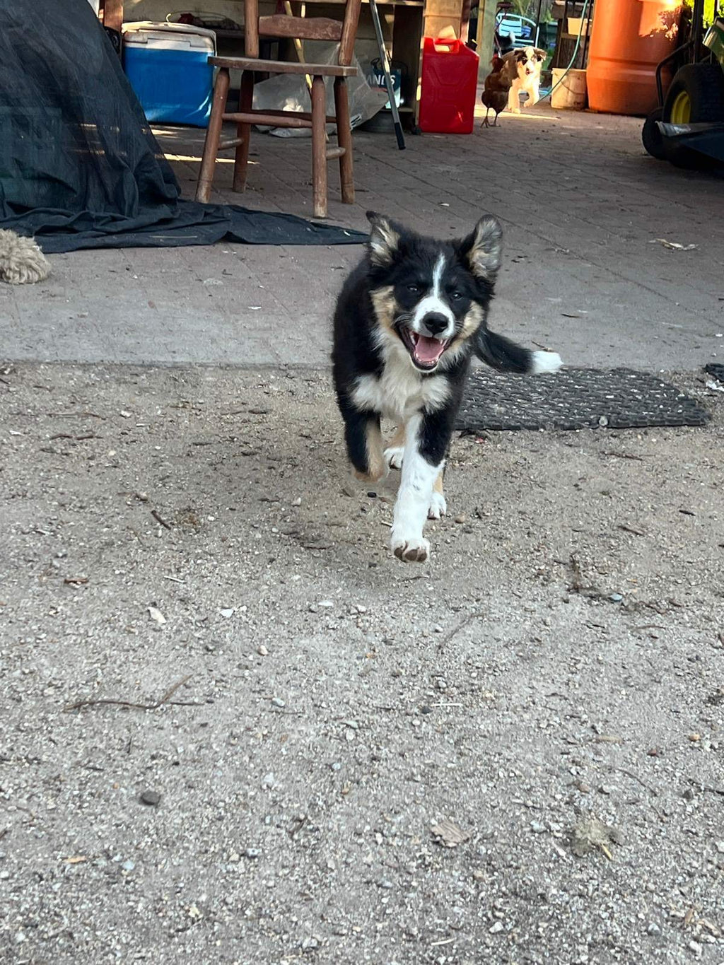 Pure bred Border Collie Puppies For Sale