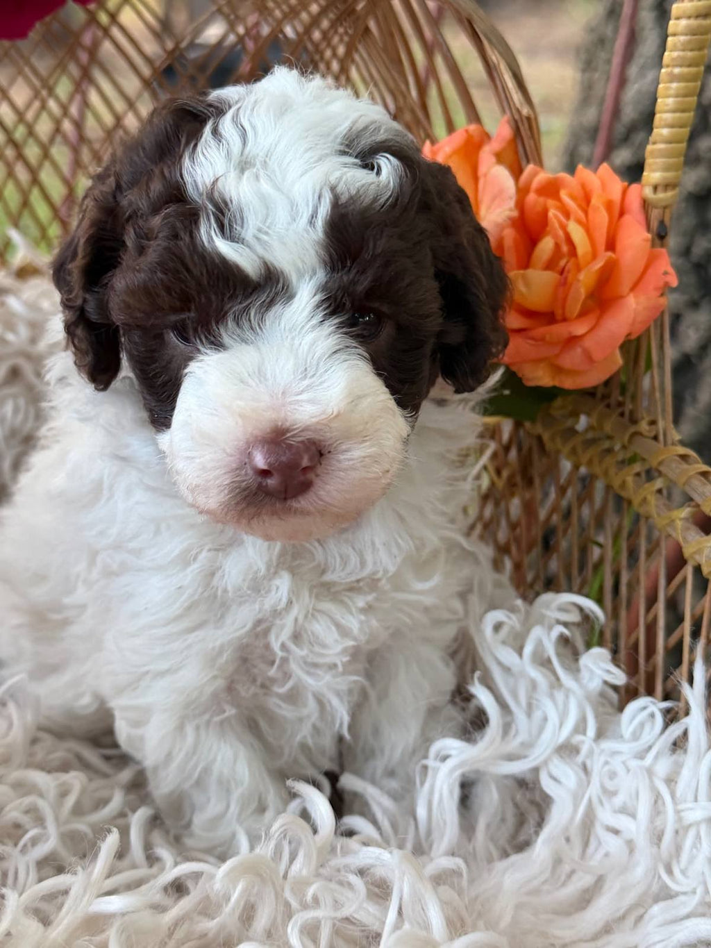 Gorgeous Pure Toy Parti Poodles