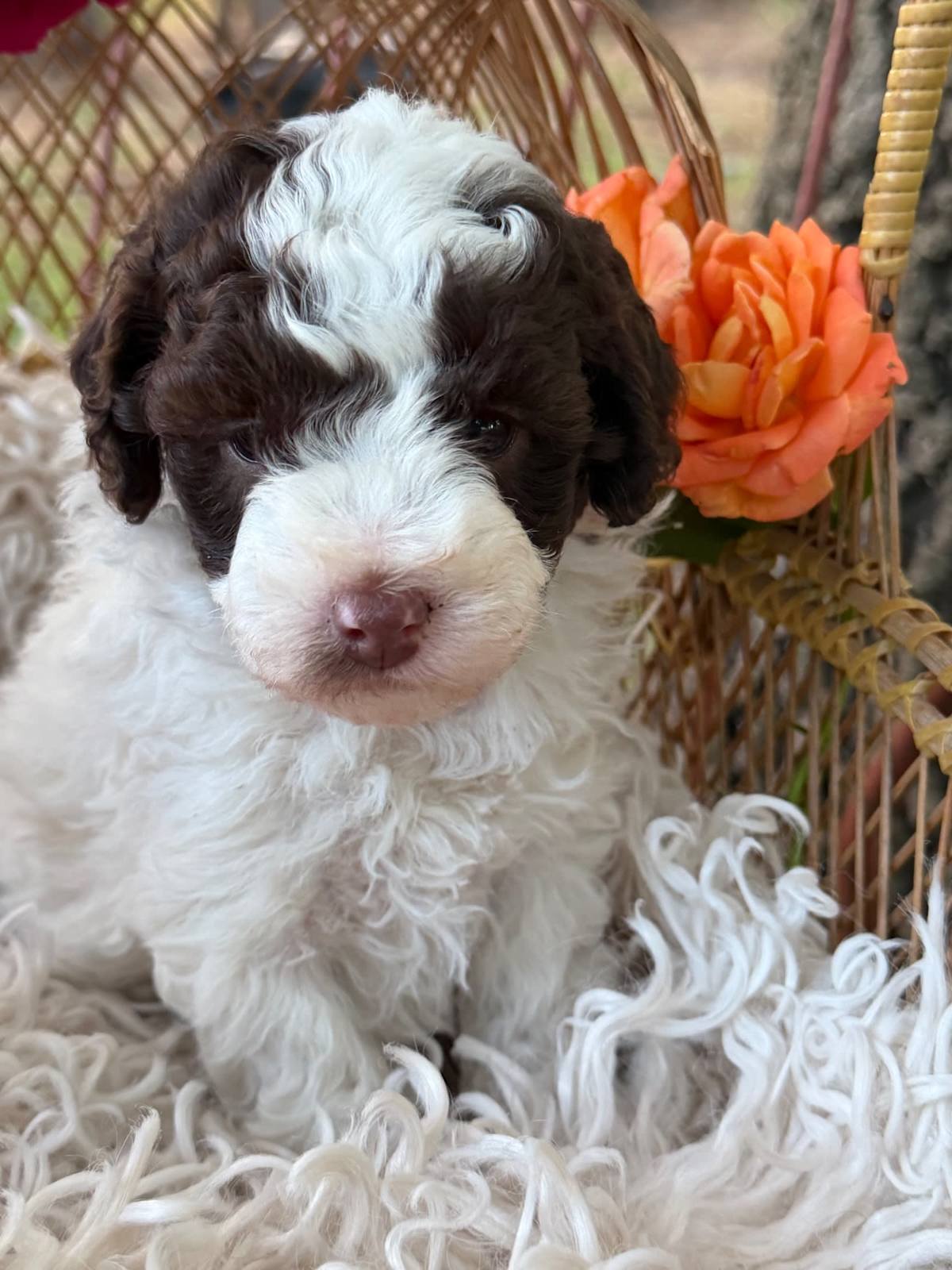 Gorgeous Pure Toy Parti Poodles