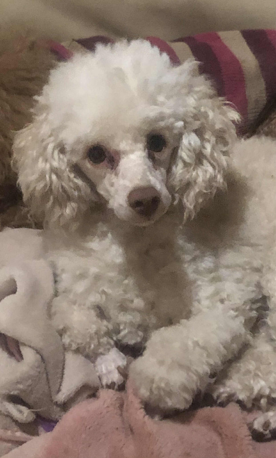 Purebred Toy Poodle Puppies