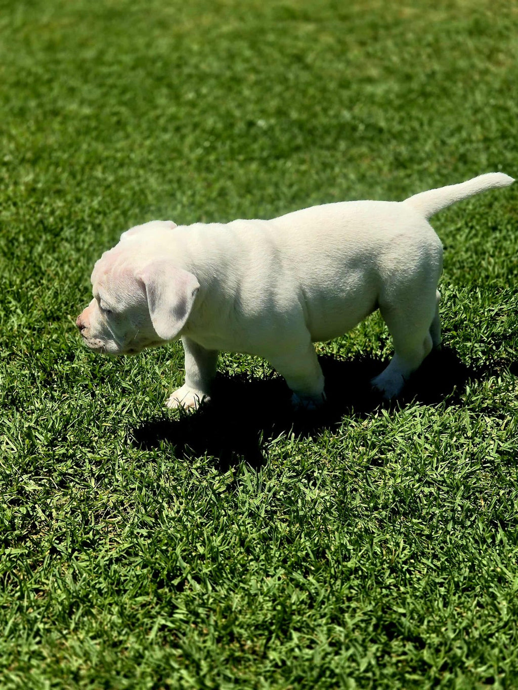 INSANE pocket bullies (American bulldog)