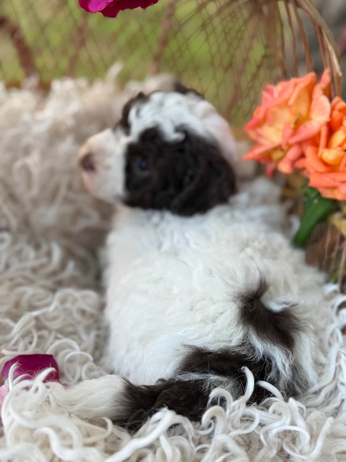 Gorgeous Pure Toy Parti Poodles