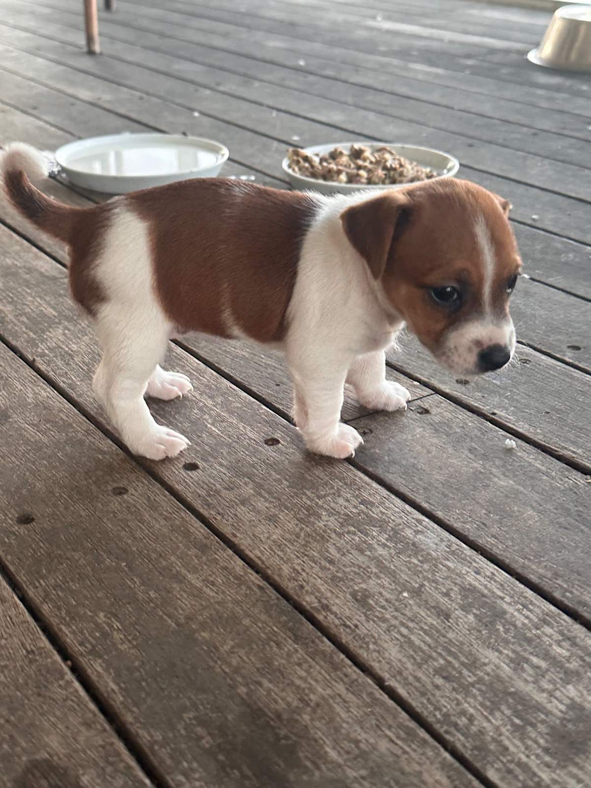 Purebred Jack Russell Puppies