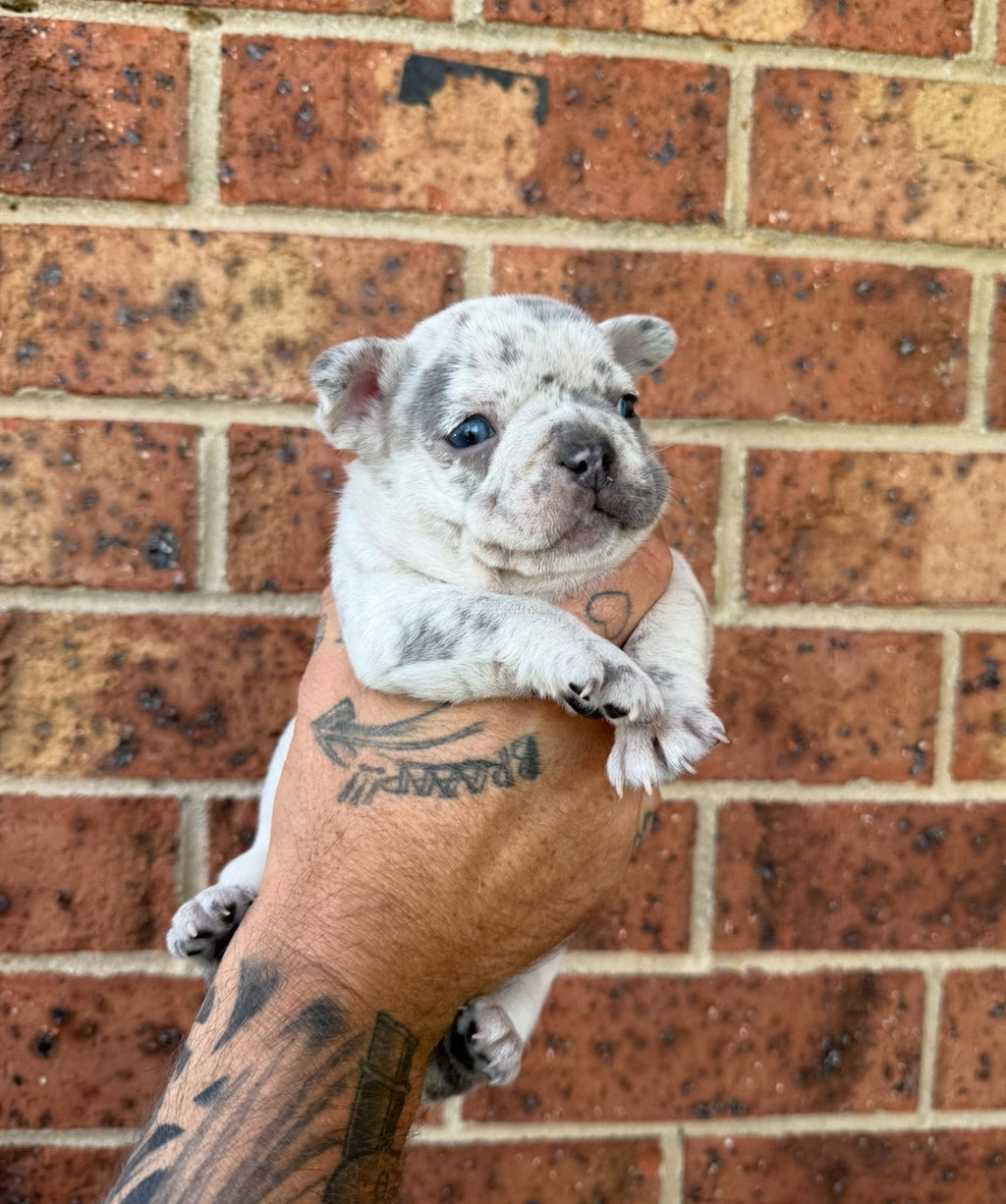 Merle Pure pedigree French bulldogs long hair carriers