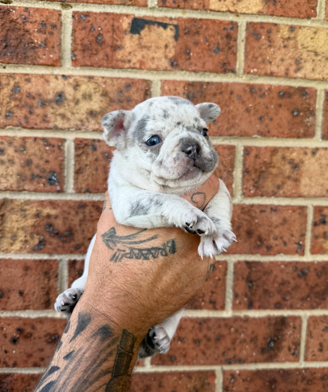 Merle Pure pedigree French bulldogs long hair carriers