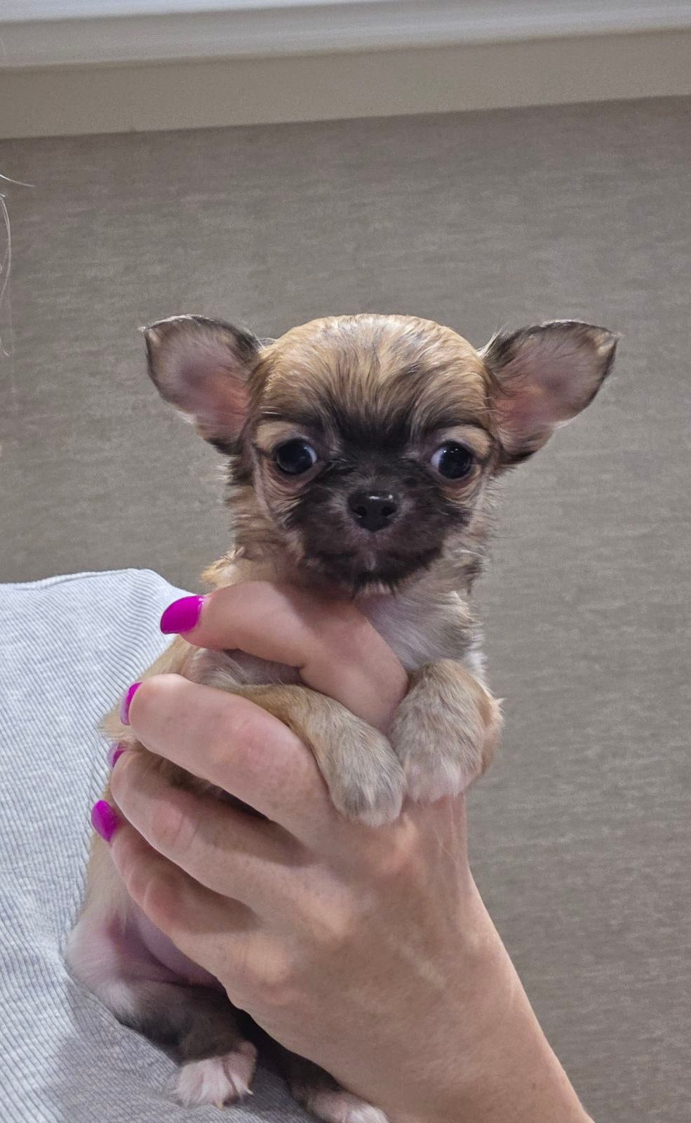 Stunning pedigree chihuahua puppies