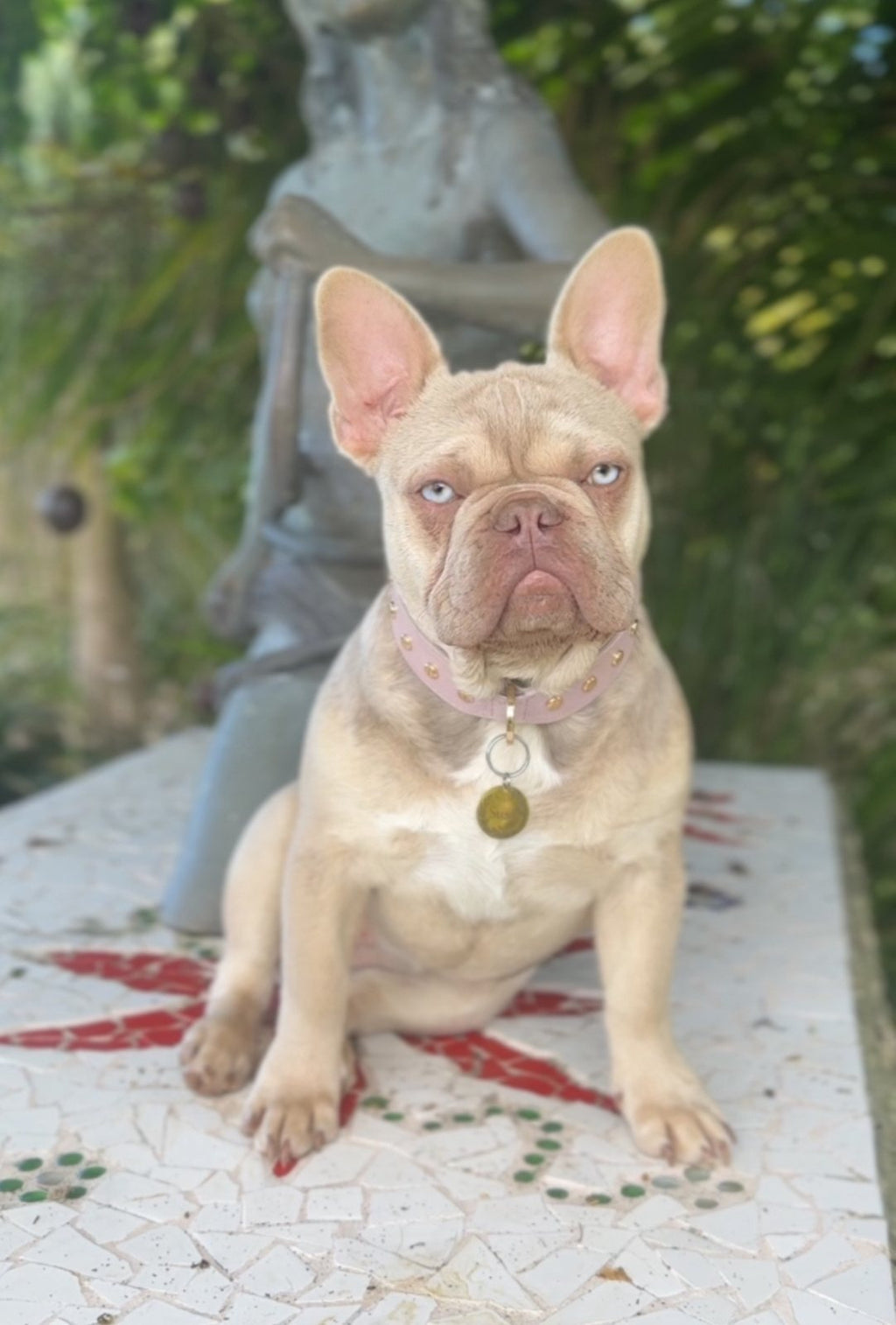 1.5 year old female new shade Isabella fawn French bulldog