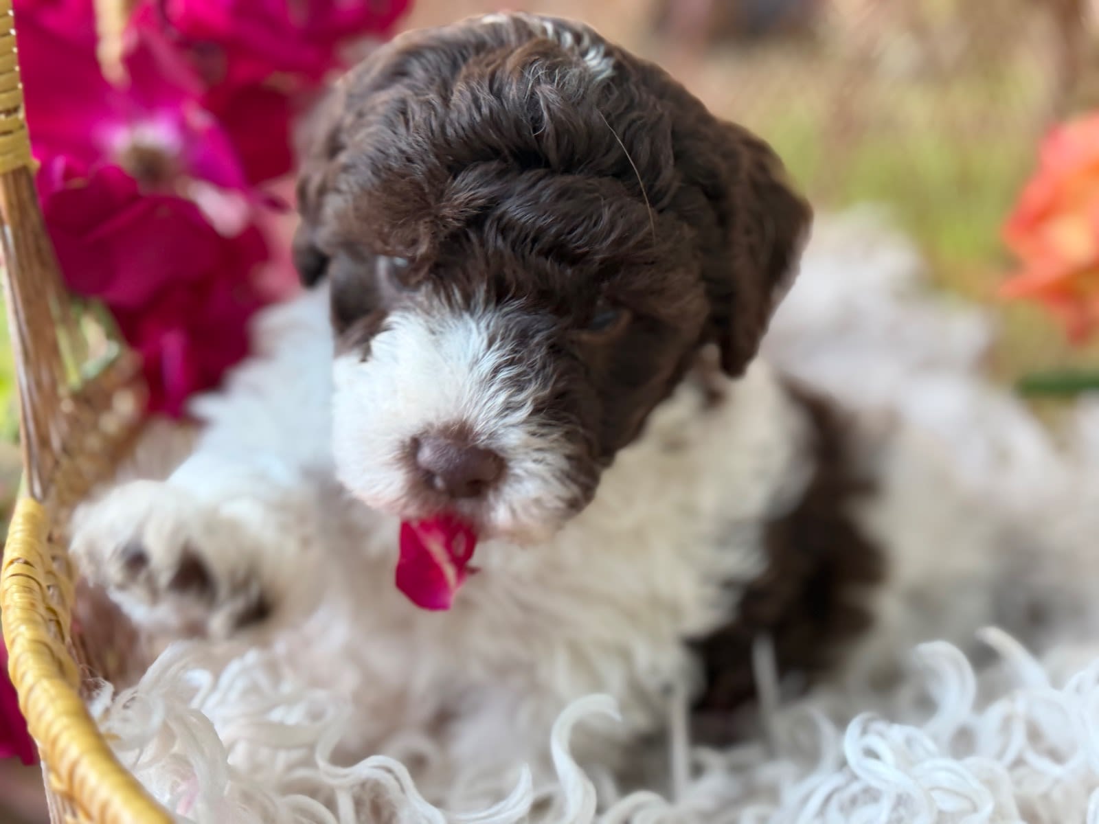 Gorgeous Pure Toy Parti Poodles