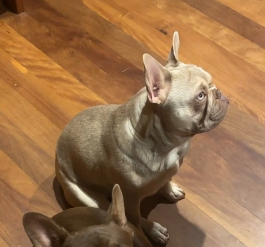 1.5 year old female new shade Isabella fawn French bulldog