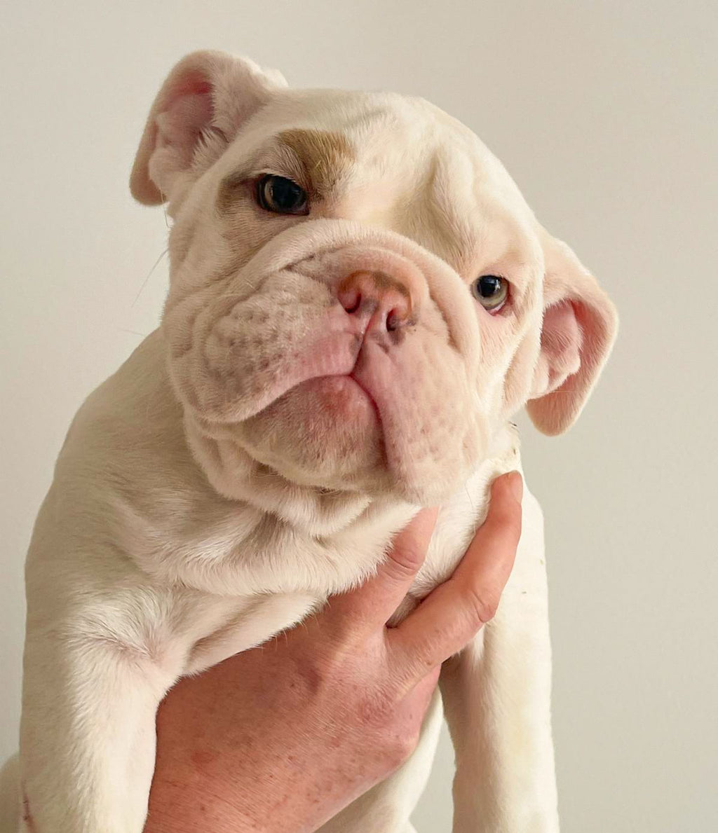 British Bulldog - Guardian or Pet