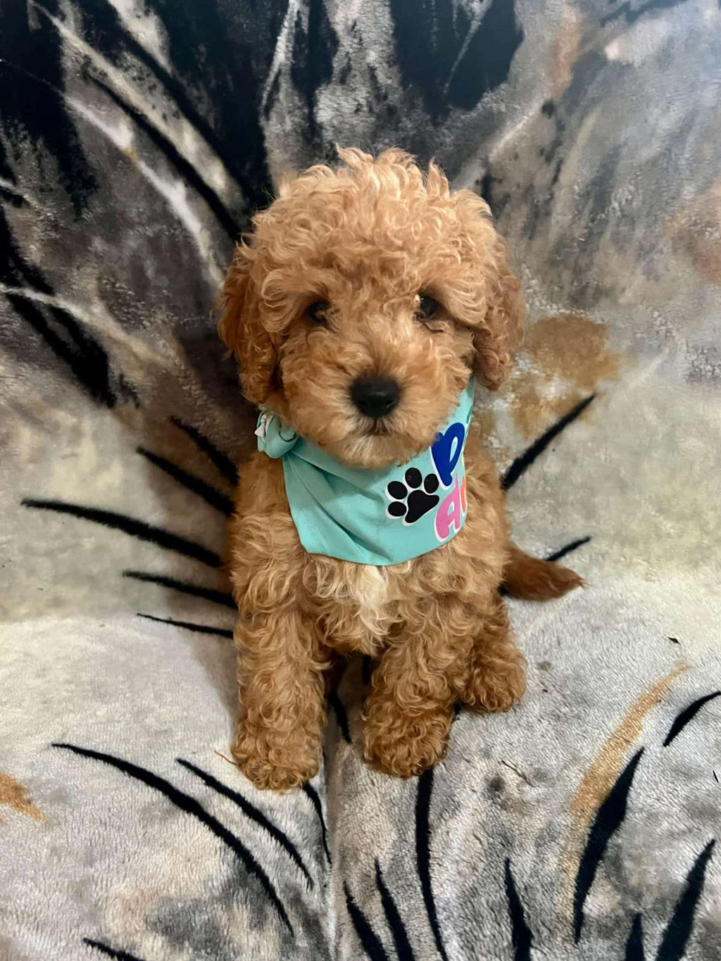 Tiny Adorable Cavoodle pups Available Now