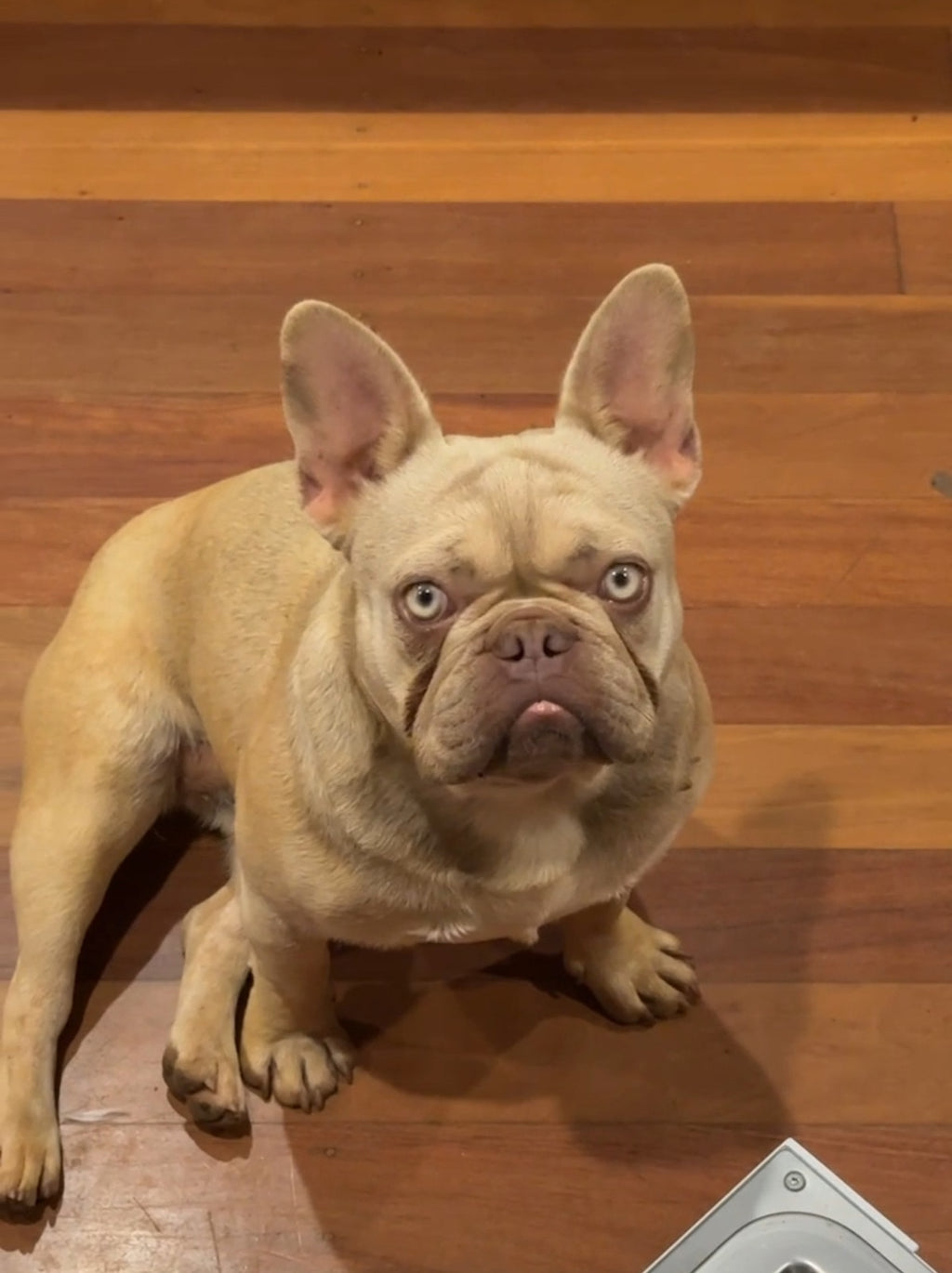 1.5 year old female new shade Isabella fawn French bulldog