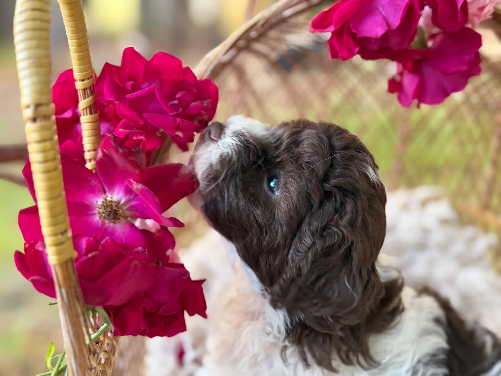 Gorgeous Pure Toy Parti Poodles