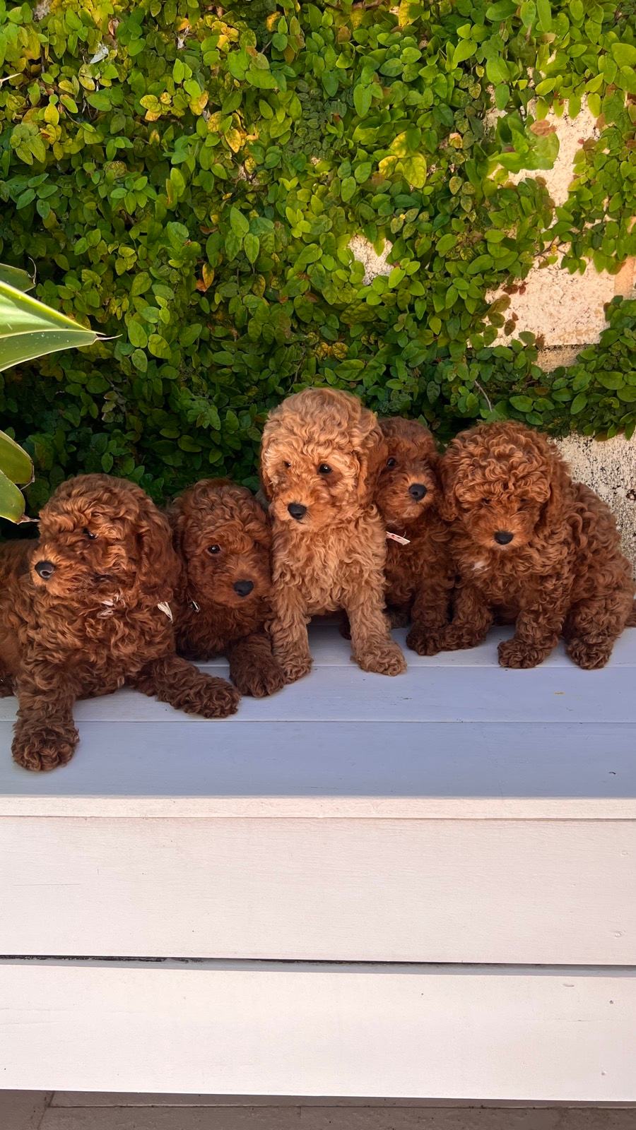 ONLY 2 LEFT - Red CAVOODLE Teddy puppies READY TO GO HOME