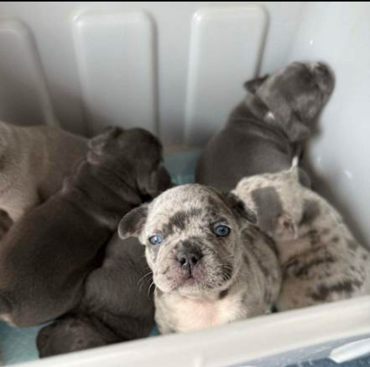 German Shepherd Puppies