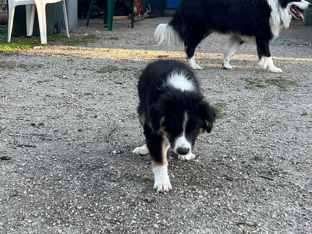 Pure bred Border Collie Puppies For Sale