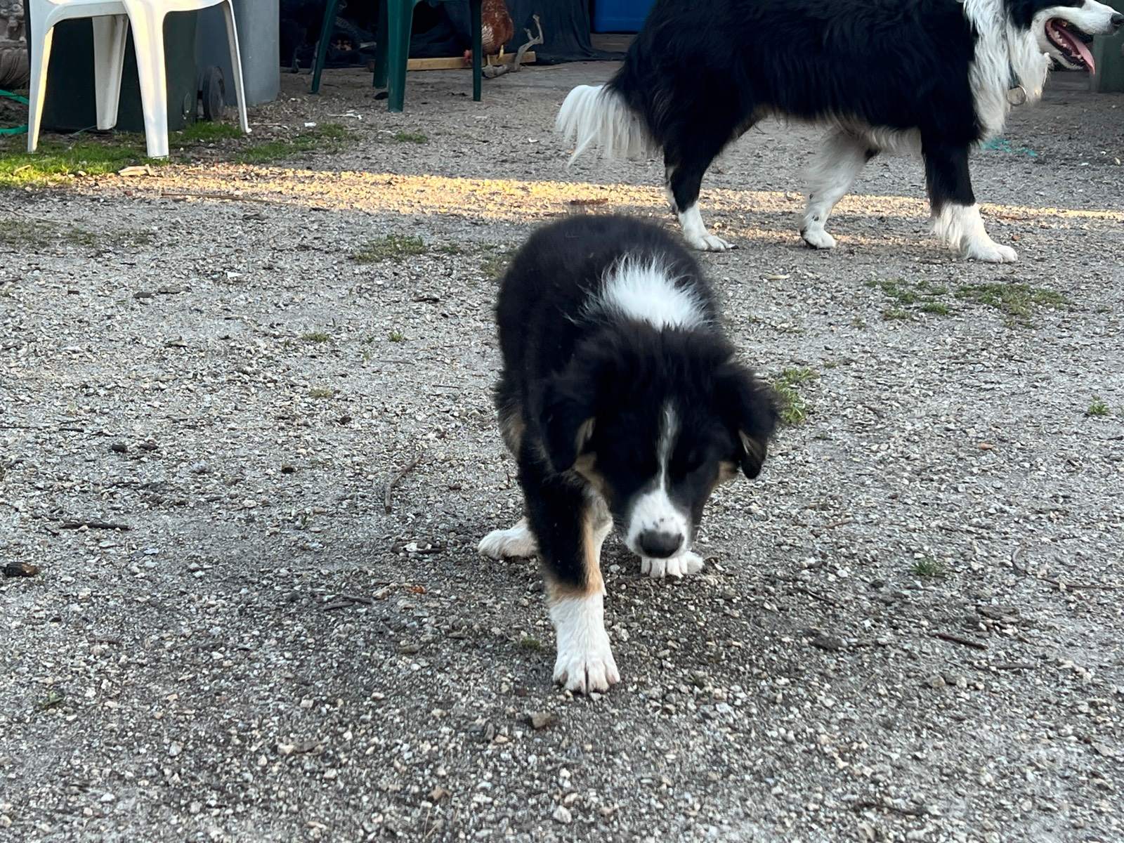 Pure bred Border Collie Puppies For Sale