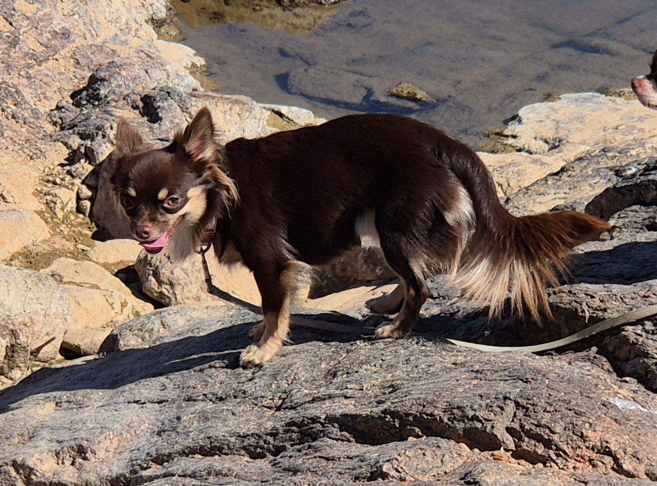 Chocolate ANKC Chihuahua DESEXED boy