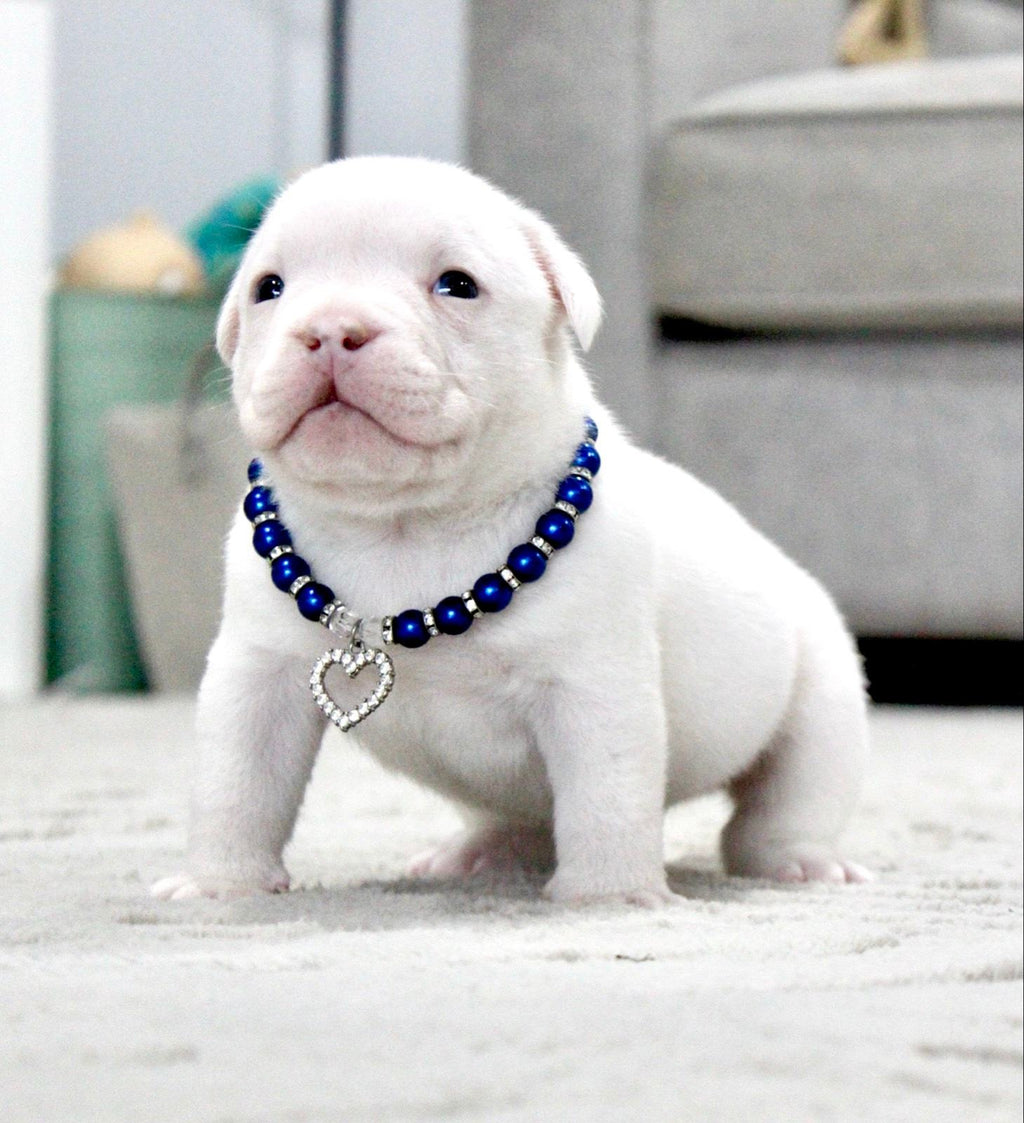 INSANE pocket bullies (American bulldog)