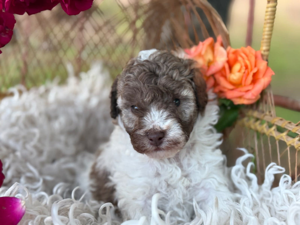 Gorgeous Pure Toy Parti Poodles