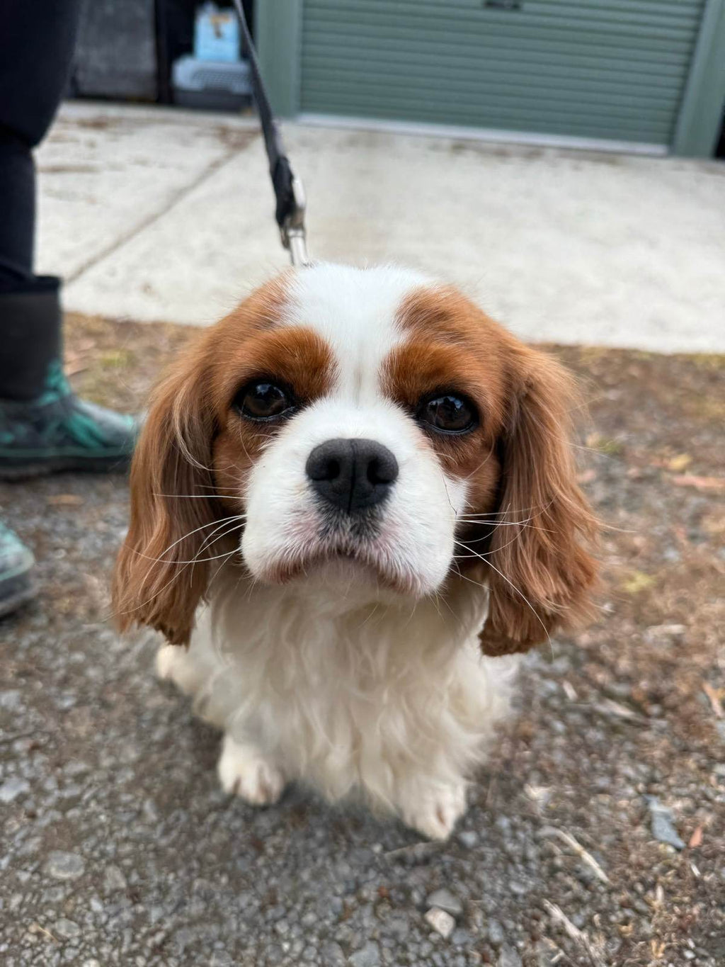 King Charles cavalier mains papers