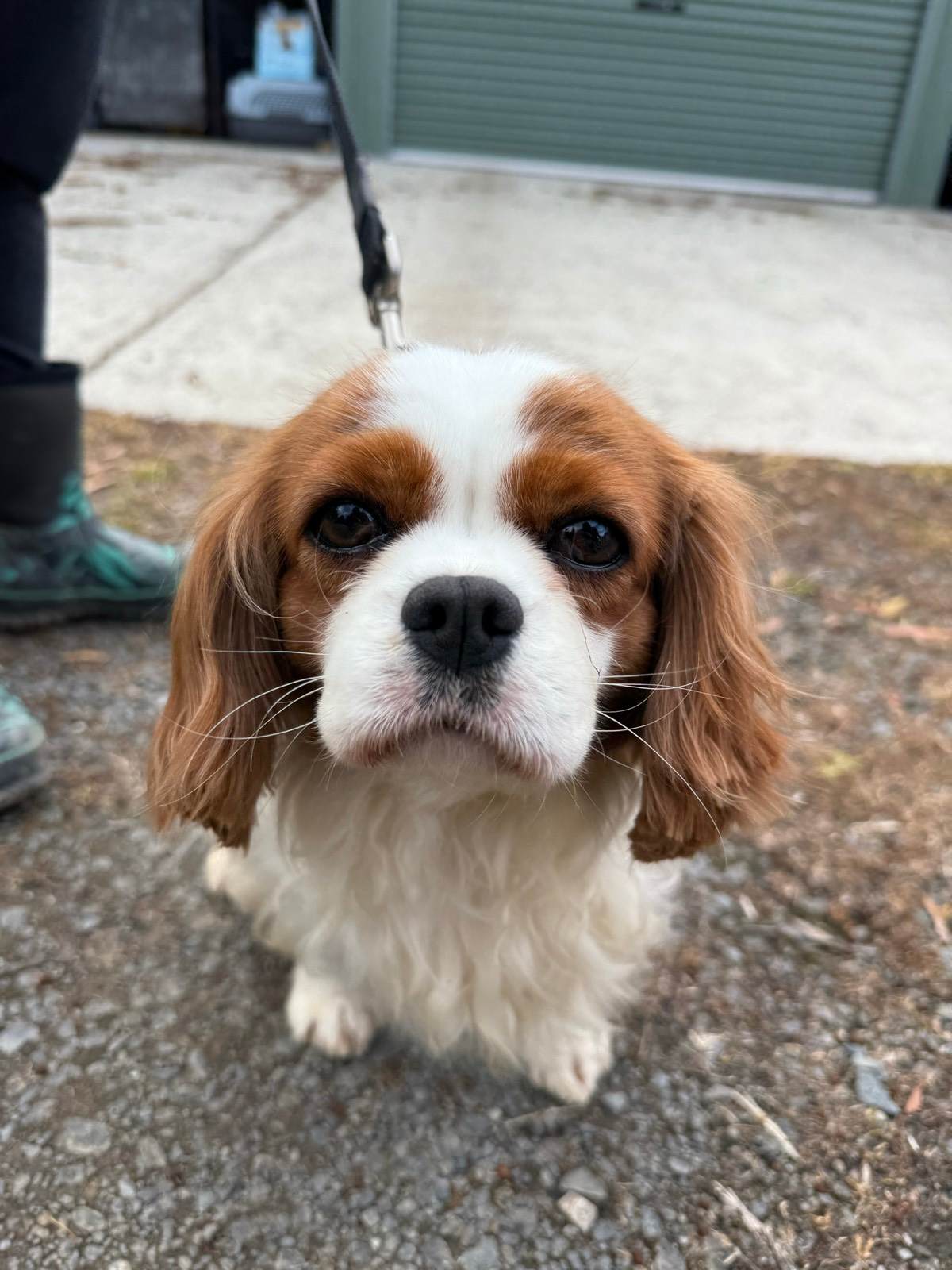 King Charles cavalier mains papers