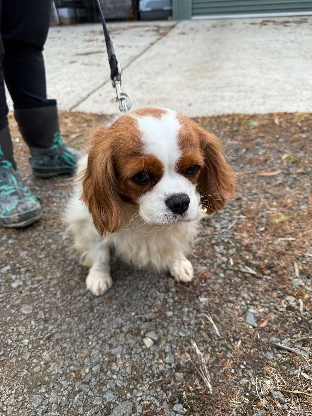 King Charles cavalier mains papers