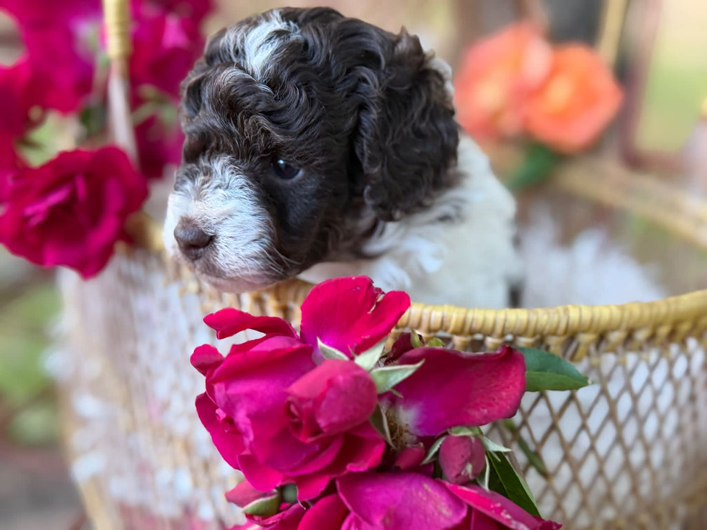 Gorgeous Pure Toy Parti Poodles