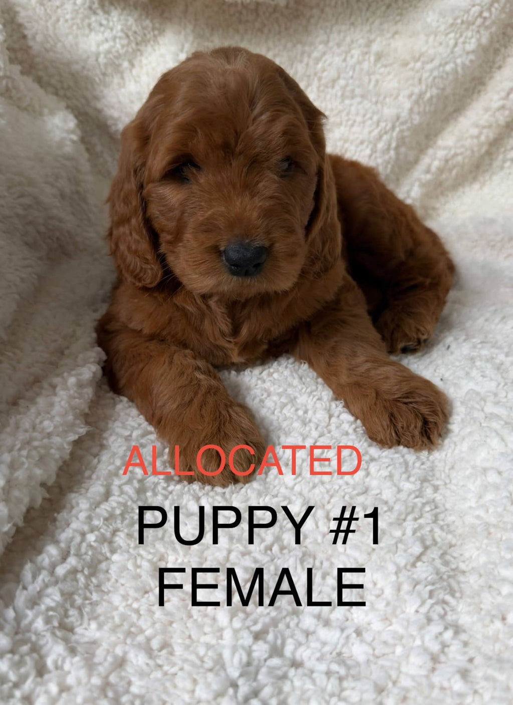 🐾 Gorgeous Groodle F1 Puppies – 🐶